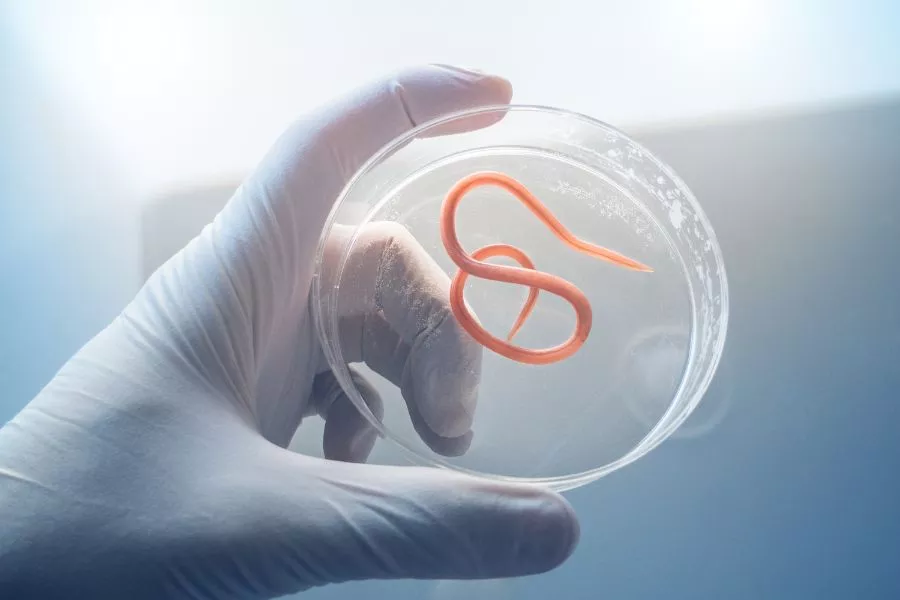 WUrm_900x600_Neurostress AKademie