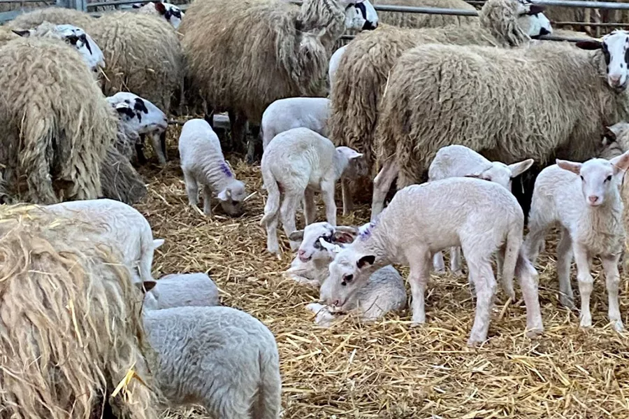 Screenshot_20260304_144011_WhatsApp