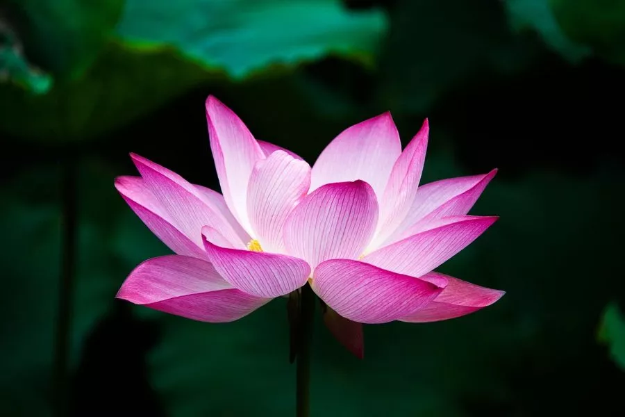 !lotus-900x600