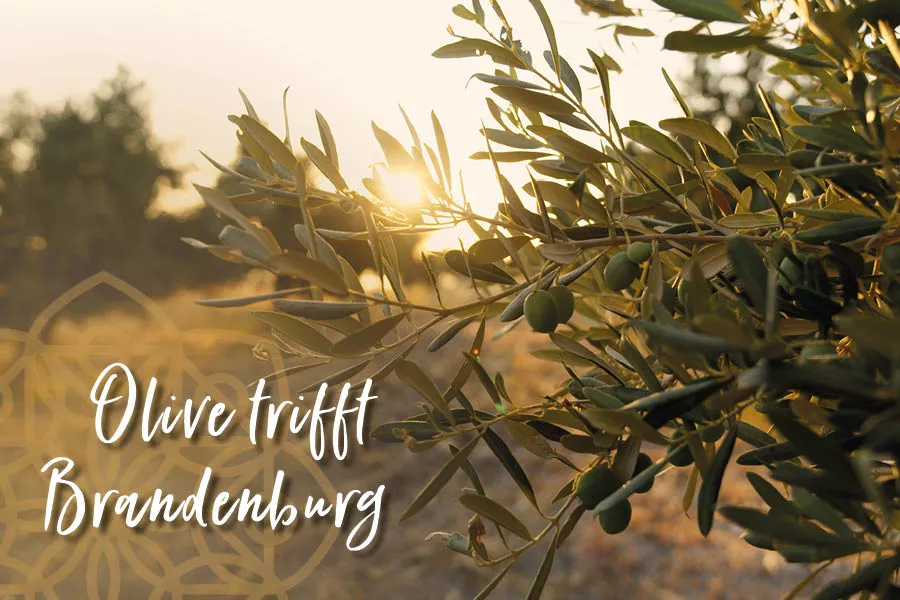 Web-Bilder_Olive trifft Brandenburg