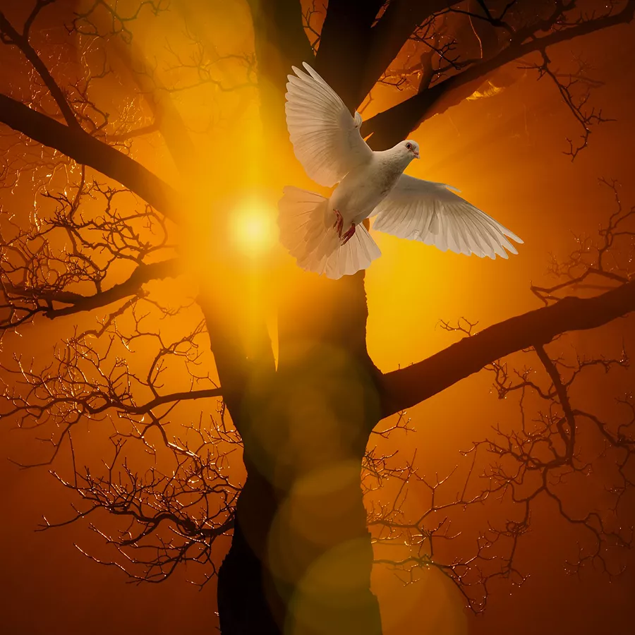 Friedensmeditation_900x900