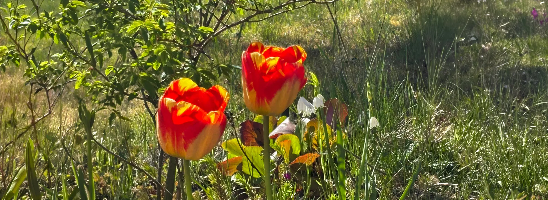 Tulpen_Blog_NL_1.5.26_1920x700